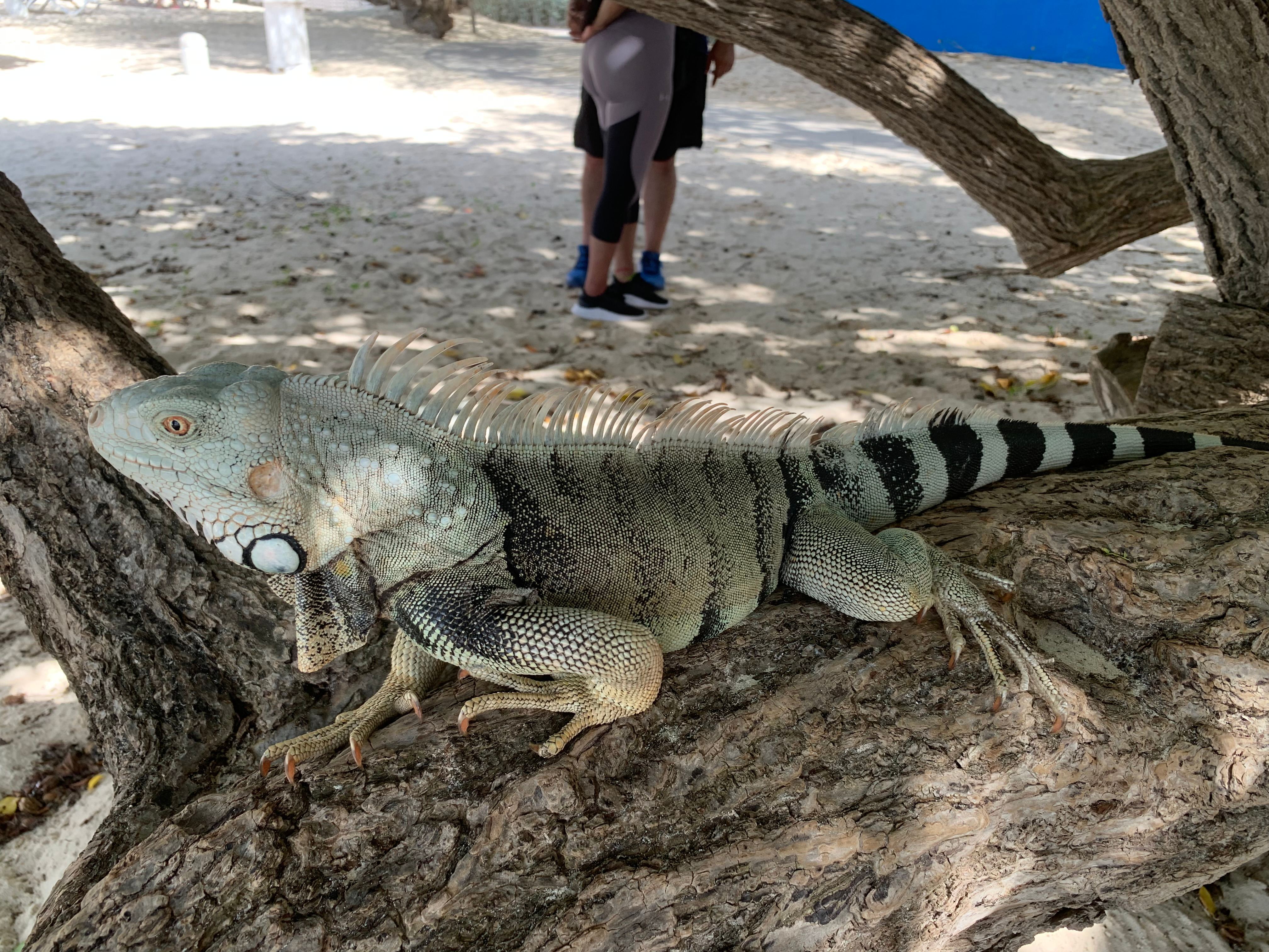 Aruba